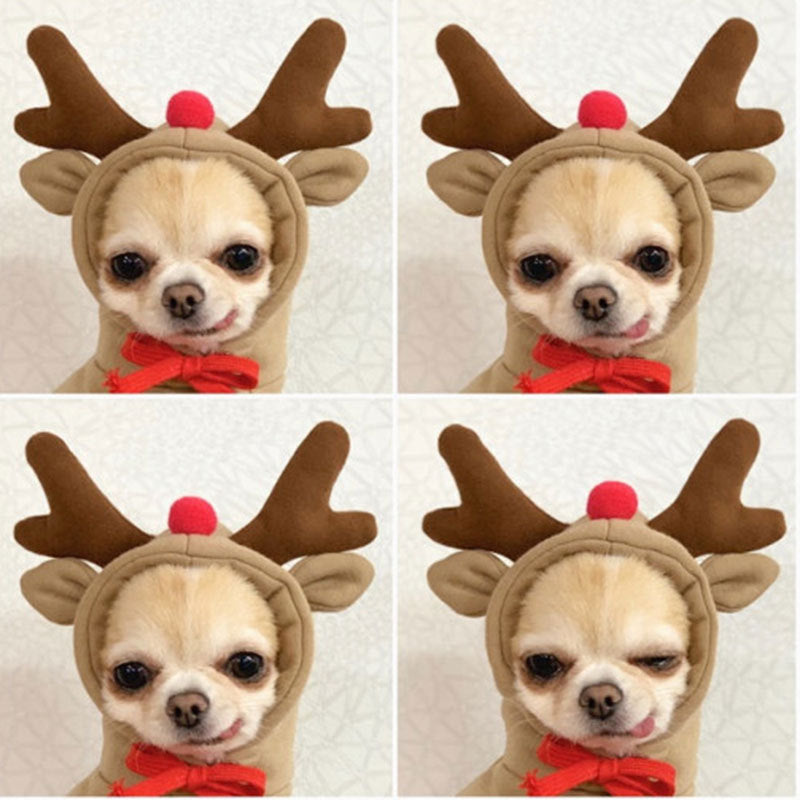 Reindeer Dog Hoodie 🦌🎄