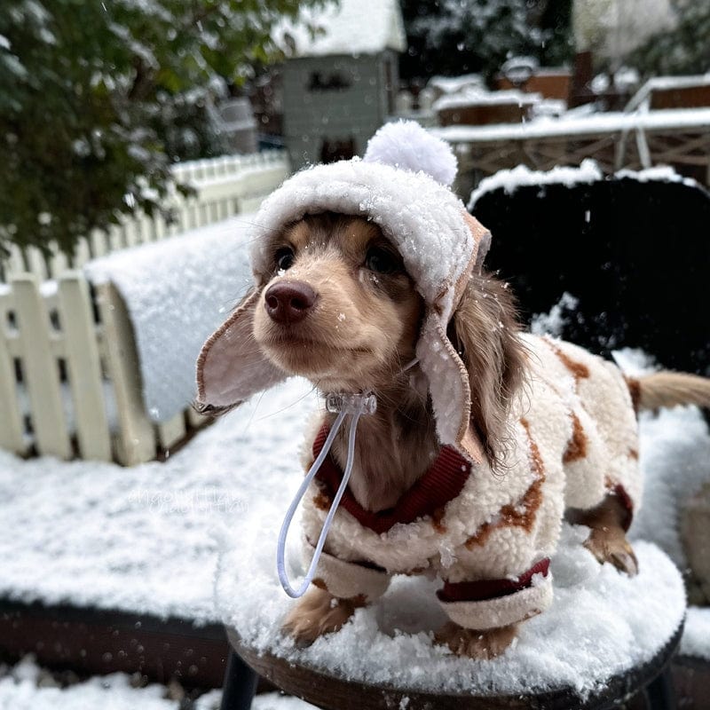 Dachshund Winter Hat