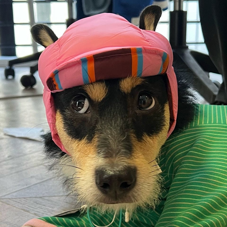 Reversible Wiener Dog Jacket