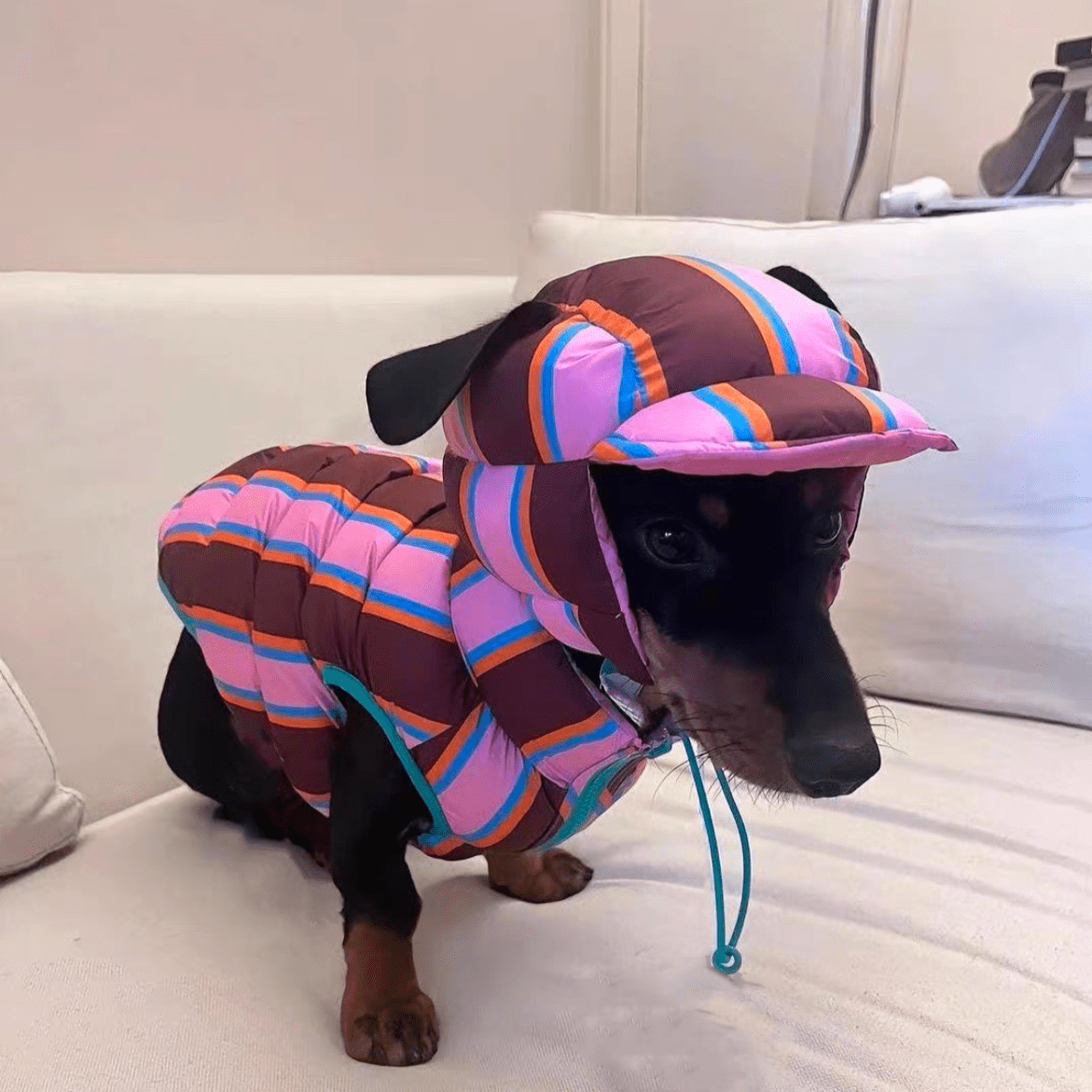Reversible Wiener Dog Jacket