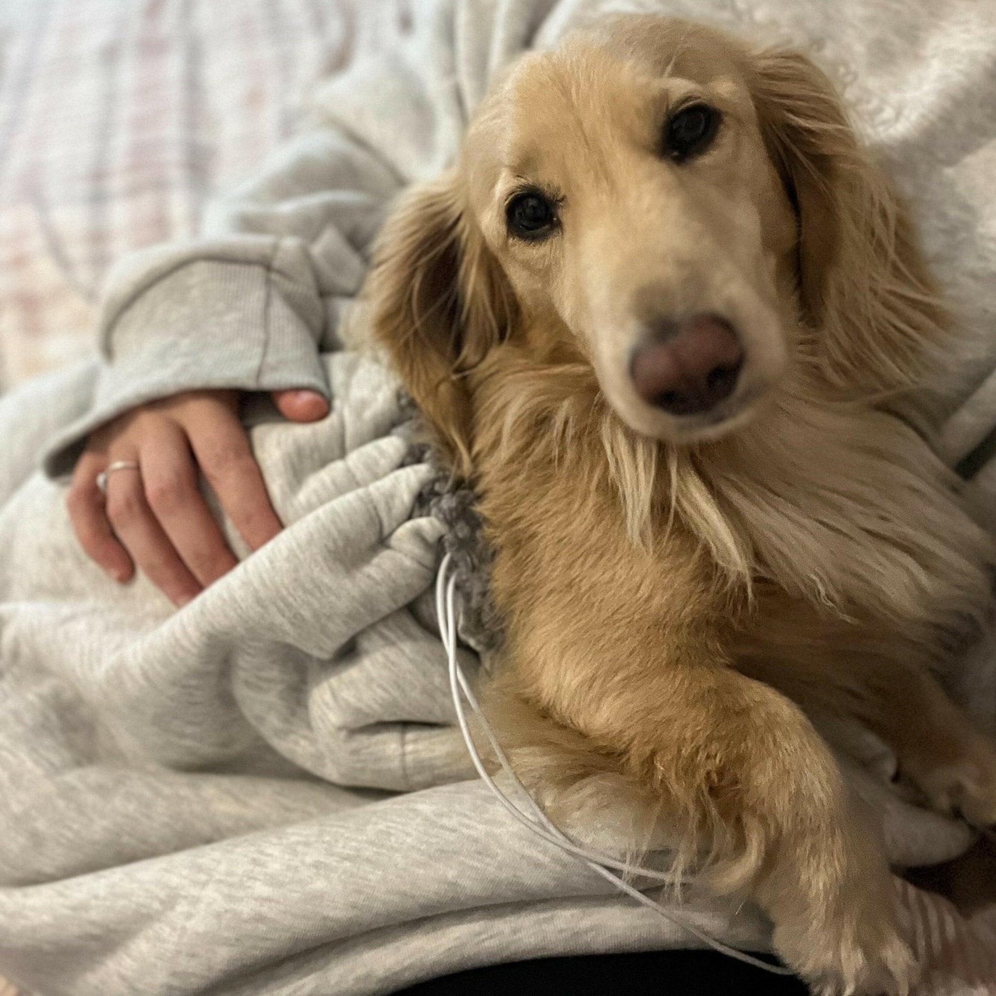 Dog Pouch Hoodie