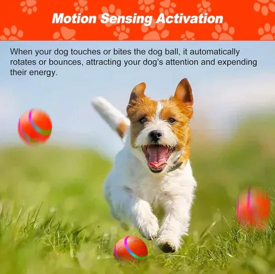 Shaky Ball Dog Toy