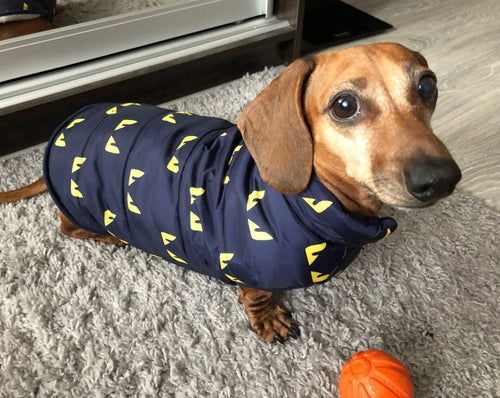 Owl Dachshund Coat