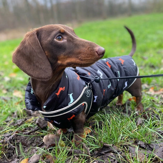 Milo Dachshund Jacket