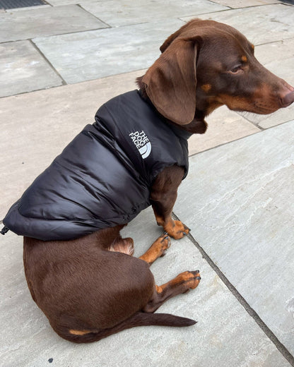 The Dog Face Dachshund Jacket