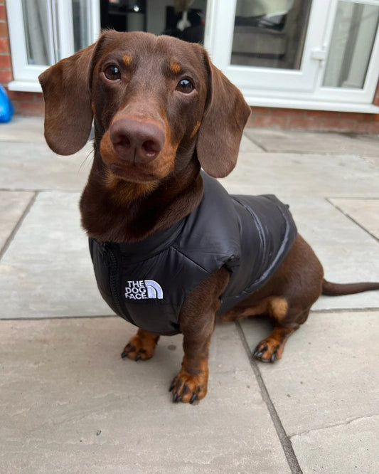 The Dog Face Dachshund Jacket